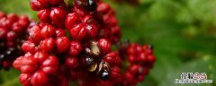吴茱萸每亩产量多少斤 吴茱萸亩产量有多少斤