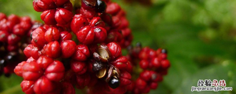 吴茱萸每亩产量多少斤 吴茱萸亩产量有多少斤
