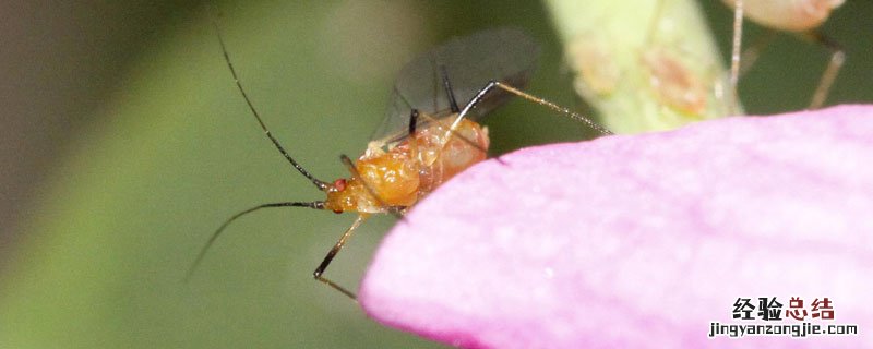 除蜜虫的方法 巧除小蜜虫土办法