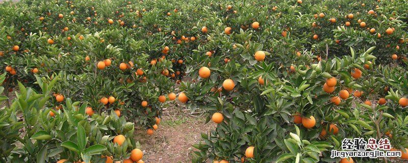 夏橙产地 夏橙产地哪里
