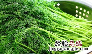 茴香菜怎么做软嫩 茴香菜怎么做软嫩好吃