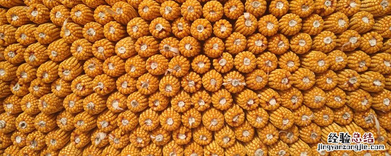 玉米除草剂什麽時候打好 玉米除草剂什麽時候打