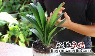 君子兰是不是兰科植物 君子兰是不是植物