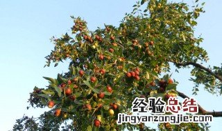 枣树几月份嫁接 枣树几月份嫁接比较好