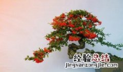 紫藤怎么做盆景 怎么做盆景
