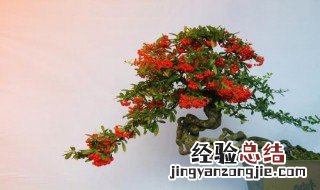 紫藤怎么做盆景 怎么做盆景