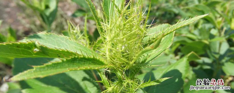 内蒙古苍术产地 苍术产地