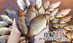鲫鱼和哪些食物不能一起吃 鲫鱼不能和什么食物一起吃