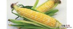 玉米受药害用什么解药 玉米出现药害用什么药解决