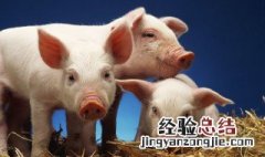 豪猪养殖场前景 豪猪养殖前景及销路