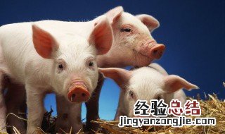 豪猪養殖場前景 豪猪养殖前景及销路