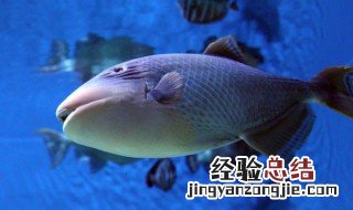 炮弹鱼怎么做 炮弹鱼如何做才最好吃