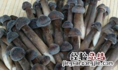 鸡枞油的功效与作用 鸡枞油的营养价值