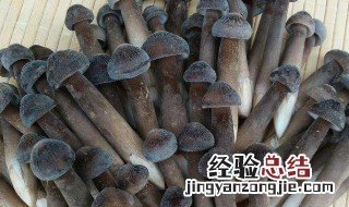 鸡枞油的功效与作用 鸡枞油的营养价值