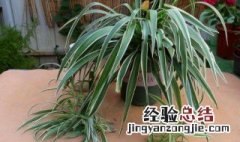 吊兰什么时候浇水比较好 吊兰什么时候浇水