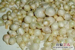 薤白 薤白怎么念