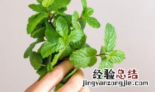 薄荷和肉能一起吃吗 薄荷和肉能一起吃吗小孩