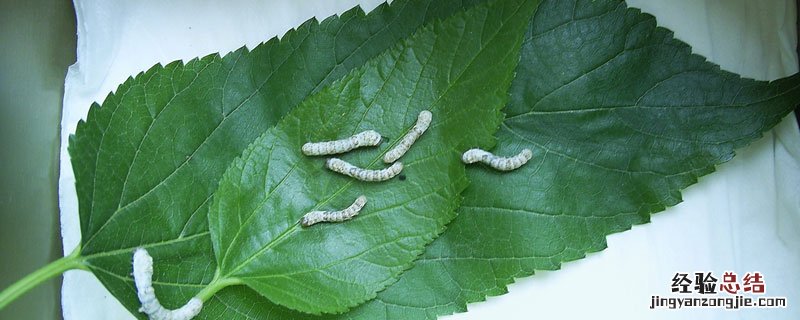 三大桑蚕丝产地 蚕丝产地