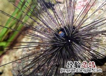 食用海胆的注意事项 海胆禁忌和食用方法