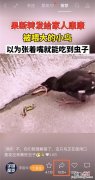 微信视频号怎么分享链接