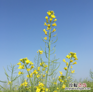 适合春天发的文案唯美句子 春天朋友圈配文简单说说心情