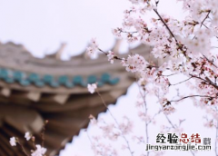 武汉大学云赏樱入口及地址