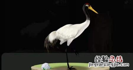 蚂蚁森林巡护动物有什么用?支付宝蚂蚁森林巡护动物怎么召回