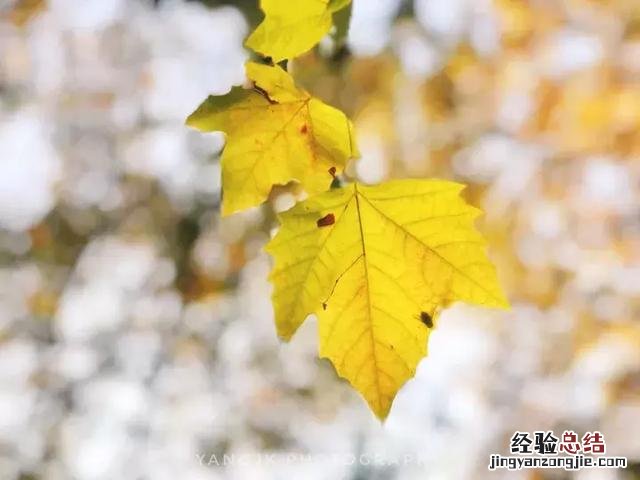 手机拍摄秋叶的4大方法 手机拍照技巧