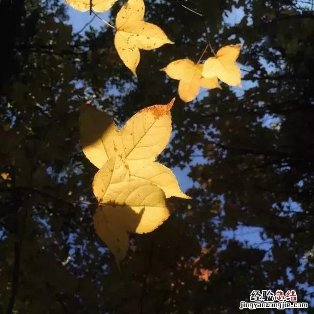 手机拍摄秋叶的4大方法 手机拍照技巧