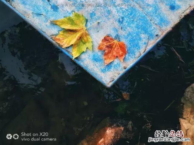 手机拍摄秋叶的4大方法 手机拍照技巧