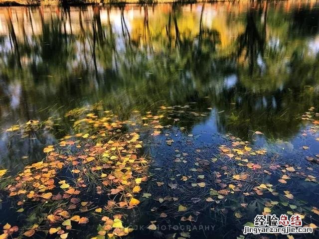 手机拍摄秋叶的4大方法 手机拍照技巧