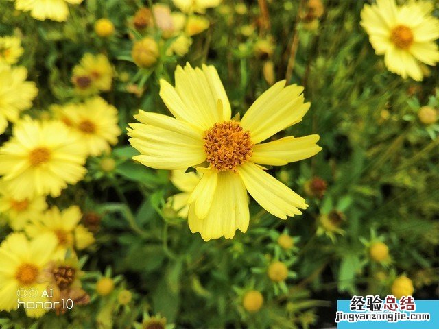 iPhone X、荣耀10、小米8拍照对比评测 苹果秒杀一切?