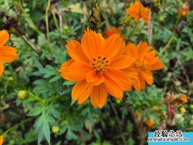 iPhone X、荣耀10、小米8拍照对比评测 苹果秒杀一切?