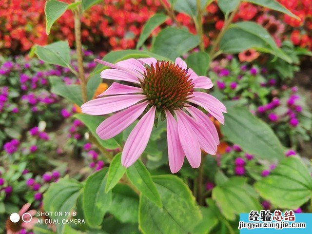 iPhone X、荣耀10、小米8拍照对比评测 苹果秒杀一切?