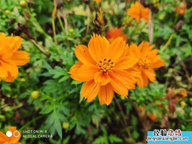 iPhone X、荣耀10、小米8拍照对比评测 苹果秒杀一切?