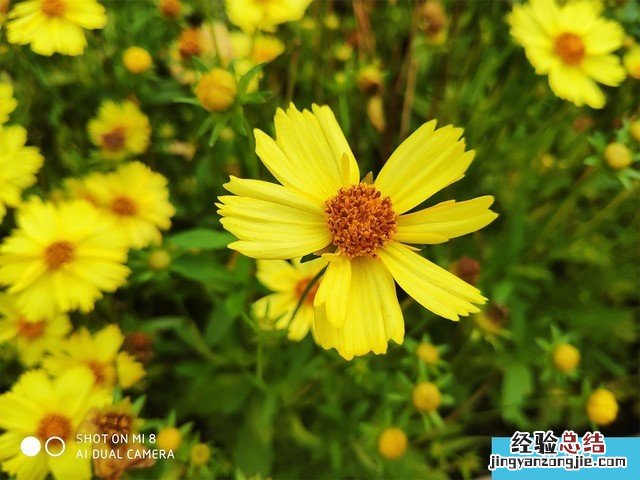 iPhone X、荣耀10、小米8拍照对比评测 苹果秒杀一切?