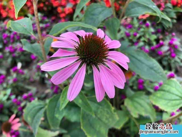 iPhone X、荣耀10、小米8拍照对比评测 苹果秒杀一切?