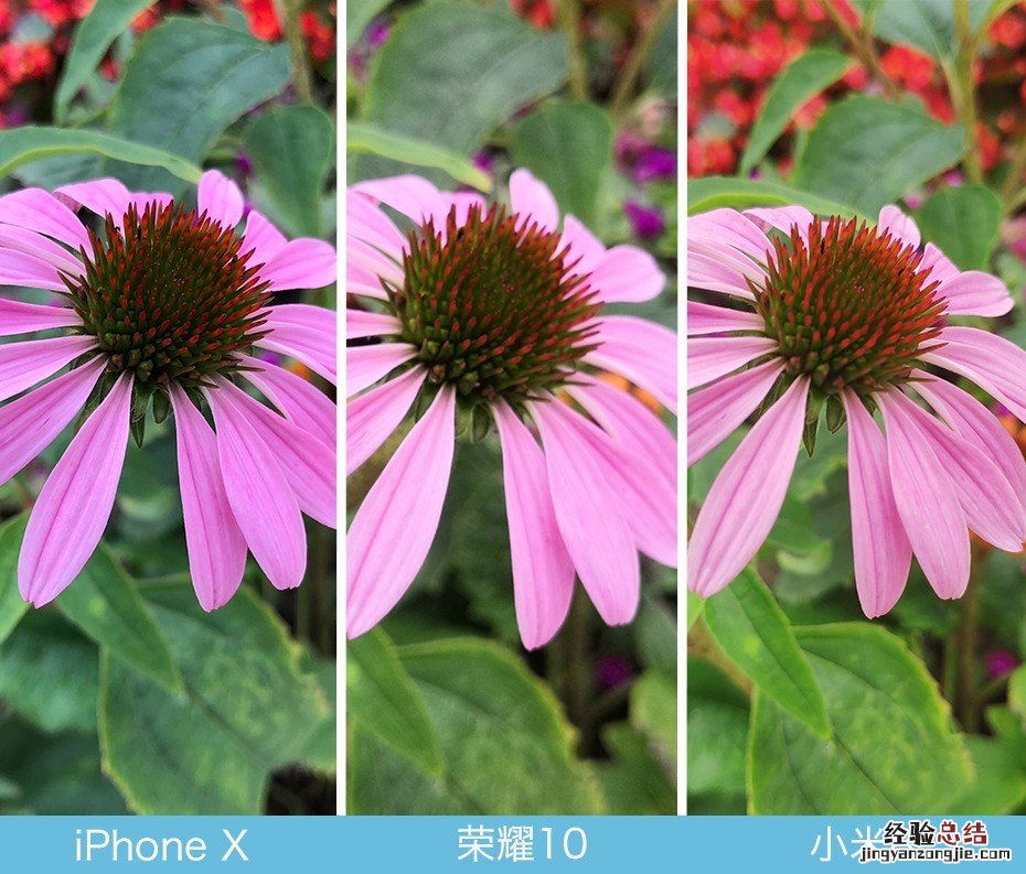 iPhone X、荣耀10、小米8拍照对比评测 苹果秒杀一切?