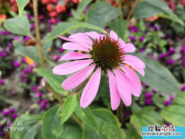 iPhone X、荣耀10、小米8拍照对比评测 苹果秒杀一切?