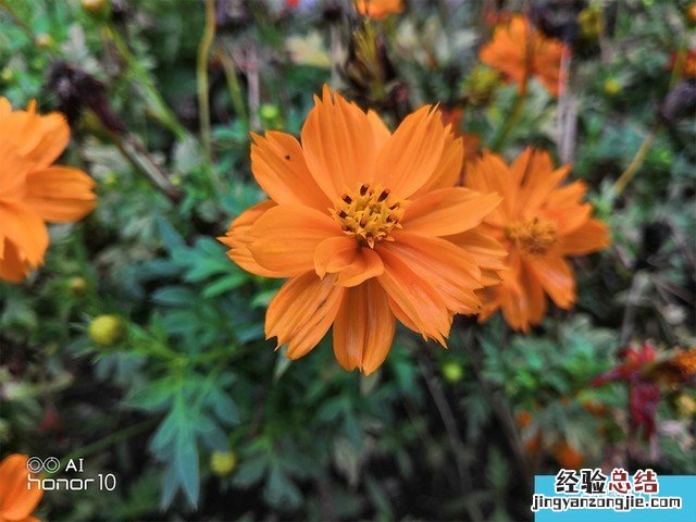 iPhone X、荣耀10、小米8拍照对比评测 苹果秒杀一切?