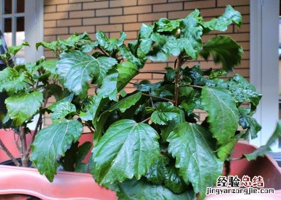 荣耀畅玩8C拍照效果怎么样?荣耀8C拍相片清晰吗