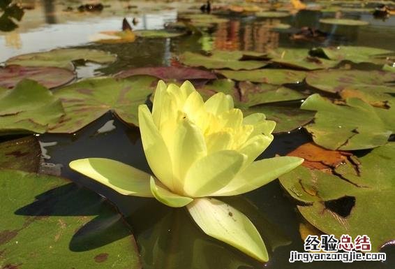 荣耀畅玩8C拍照效果怎么样?荣耀8C拍相片清晰吗