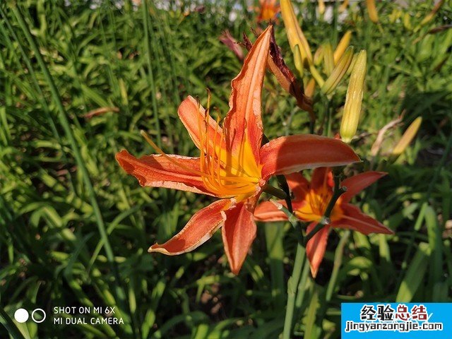 联想Z5、小米6X、魅蓝E3拍照对比评测 千元机相机对决