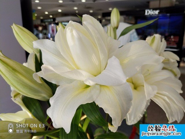 联想Z5、小米6X、魅蓝E3拍照对比评测 千元机相机对决