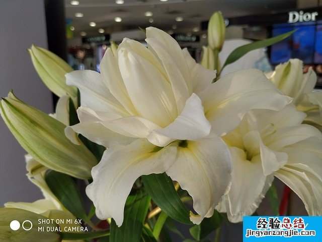 联想Z5、小米6X、魅蓝E3拍照对比评测 千元机相机对决