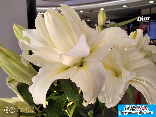 联想Z5、小米6X、魅蓝E3拍照对比评测 千元机相机对决