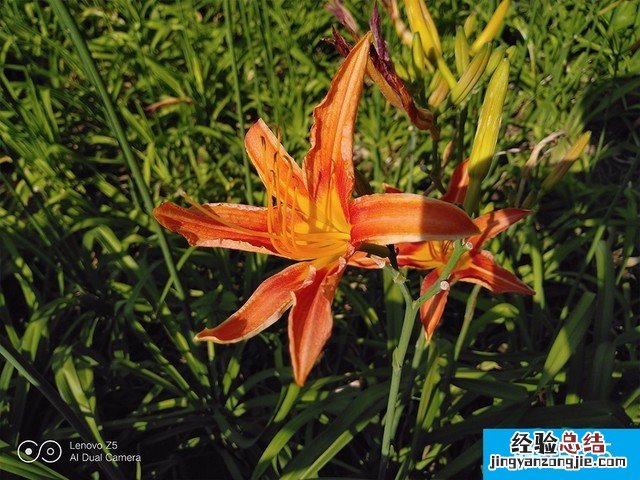 联想Z5、小米6X、魅蓝E3拍照对比评测 千元机相机对决