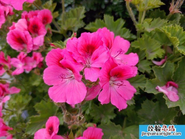 坚果R1、小米MIX2S、魅族15 Plus拍照样张对比评测