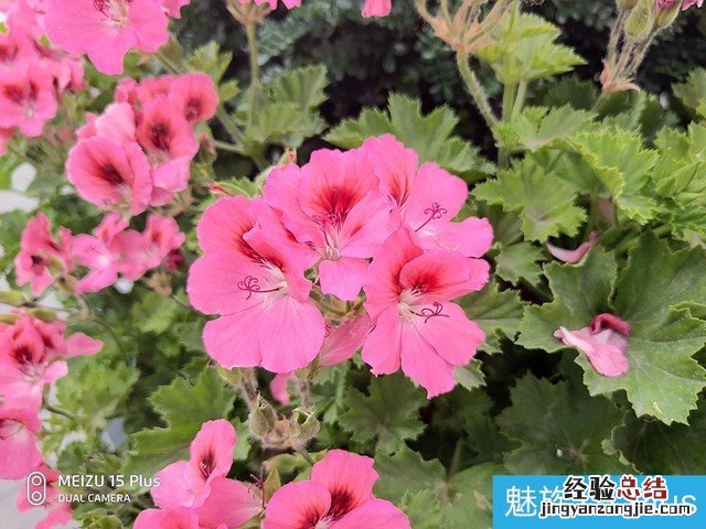 坚果R1、小米MIX2S、魅族15 Plus拍照样张对比评测