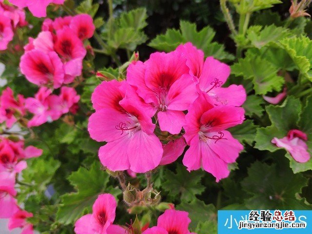 坚果R1、小米MIX2S、魅族15 Plus拍照样张对比评测